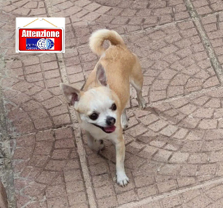 Ancona - Lupo azzanna un cagnolino, allarme in via Manzoni